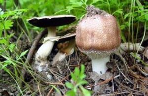 Agaricus Blazei Murill ekstrakt