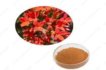 Rhodiola extract vs herb