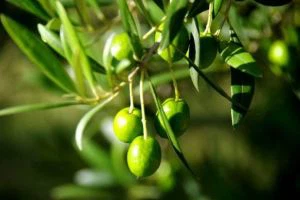 Olive ekstrakt