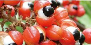 Guarana Extract