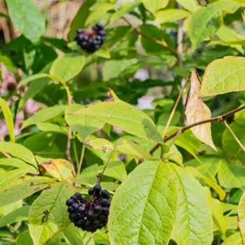 Typisk velkendt adaptogen